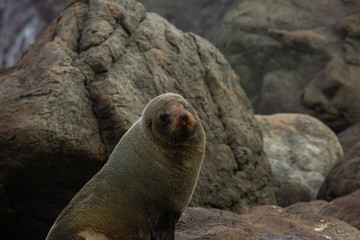 Naklejka premium Wild native New Zealand fur seal resting on the rocks at the Cape Palliser Coast