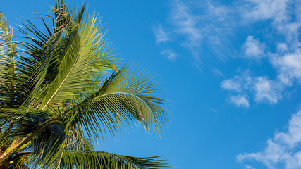Obraz premium coconut tree on blue sky.