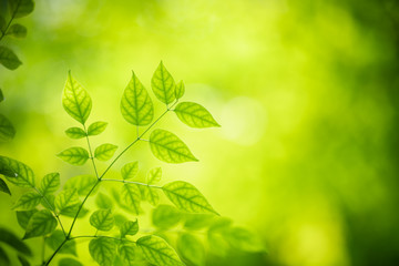 Nature of green leaf in garden at summer. Natural green leaves plants using as spring background cover page greenery environment ecology wallpaper