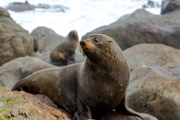 Fototapeta premium Wild native New Zealand fur seal resting on the rocks at the Cape Palliser Coast