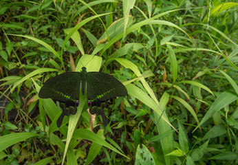 Paris Peacock Butterfly at Garo Hills,Meghalaya,India