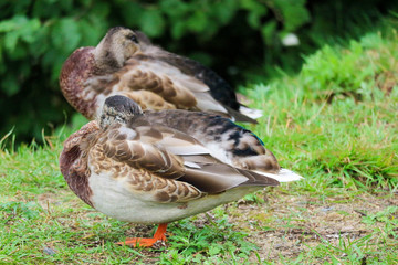 sleeping ducks standing in the grass