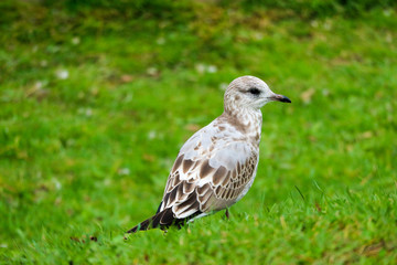 seagull on the grass close up
