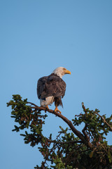 weißkopfseeadler
