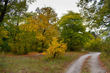 Country road in the autumn forest, yellow leaves on the trees and on the ground. Curving Road In Autumn Forest.