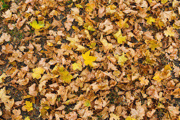 Colorful autumn leaves. natural background. Yellow maple leaf on the background of old brown leaves.