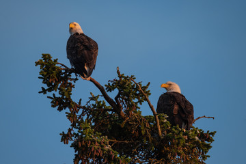 weißkopfseeadler