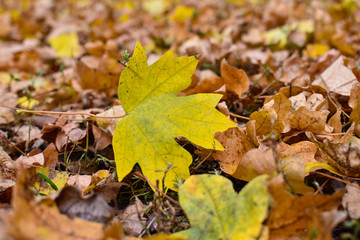 Naklejka na ściany i meble Yellow maple leaf on the background of old brown leaves.