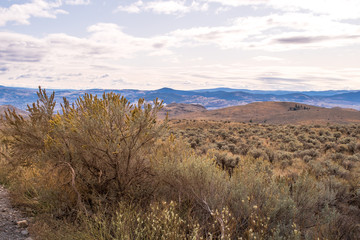 Shrub during sunset in Lac Du Bois Grasslands Protected Area near Kamloops, BC, canada. Rural pasture and grazing lands, mountains in the background, vast open space.