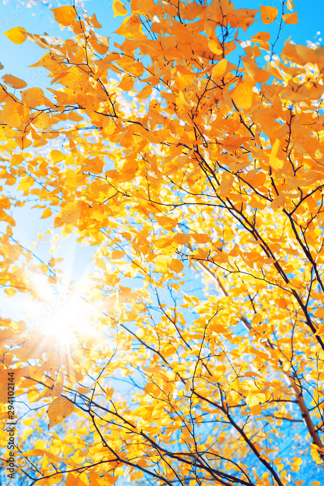 Poster Branches of  birch with yellow leaves in autumn park. Autumn background with yellow foliage of birch tree.