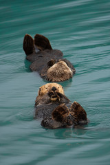seeotter