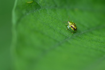 golden tortoise beetle on green leaf