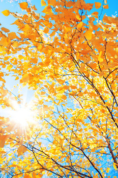 Branches of  birch with yellow leaves in autumn park. Autumn background with yellow foliage of birch tree.