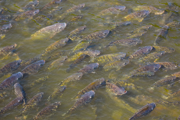 Nile tilapia in the pond is rising to get oxygen air on the surface.