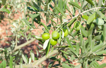 Turkey, Aegean region. Olive grove. Branch and green berries of olive close up. Green oblong leaves on background of red clay soil. Sunny summer day. Selective focus.