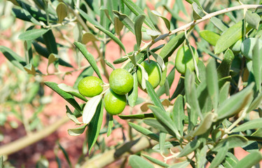 Turkey, Aegean region. Olive grove. Branch and green berries of olive close up. Green oblong leaves on background of red clay soil. Sunny summer day. Selective focus.