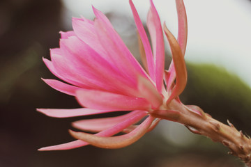 Epiphyllum