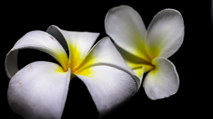 frangipani flower on a background