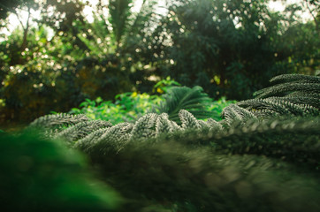 ferns in forest
