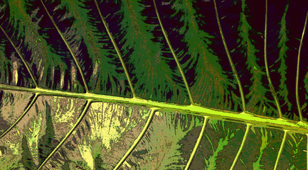 background relief, palm leaves of flowers and tropical plants with colorful patterns close-up, light shadow, surface design, thematic objects, illustration