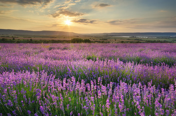 Meadow of lavender at sunset