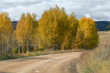 Foliage aspen trees along the dru dirt road in rural British Columbia, Canada. Sunny day with blue sky and clouds