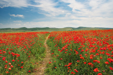Footpath to sun and meadow of poppies.