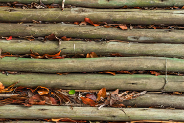 treated poles with orange autumn leaves