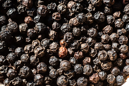 Pepper Plantation in Kampot province, Cambodia