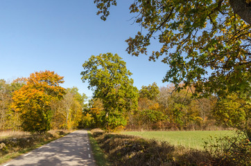 Fototapeta na wymiar Colorful road by fall season