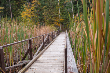 Obraz premium Wooden bridge over the wetland with dense cane grass in autumn, leading ahead