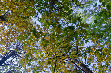 Obraz premium Looking up to fall colored leaves in a deciduous forest