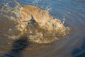 Weimaraner plunges into river water as she fetches her thrown ball