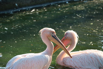 Obraz premium swimming on water side view of pelicans