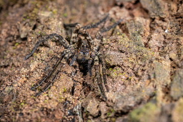 Wold Spider seen at Garo Hills,Meghalaya,India