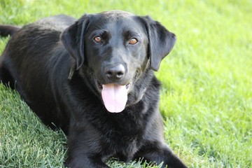portrait of black labrador