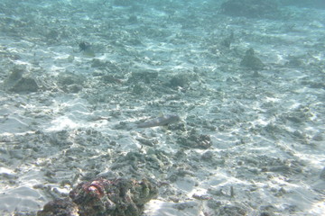 Tropical fish in the water of the Indian Ocean, Maldives