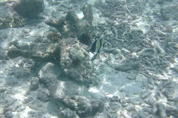 Tropical fish in the water of the Indian Ocean, Maldives