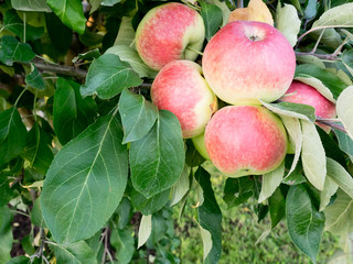 Harvest of ripe red apples on a branch. Close up of apple fruits