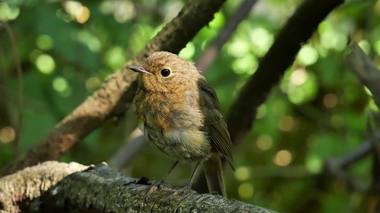  Chick robin on a branch