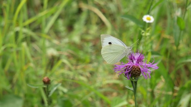Butterfly on a flower of a meadow cornflower.