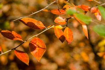 Red autumn leaves of wild grapes in a sunny forest