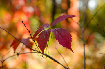 Red autumn leaves of wild grapes in a sunny forest