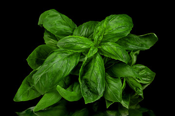 Green basil herb isolated