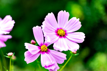 Obraz premium Close-up of pink cosmos in full blooming