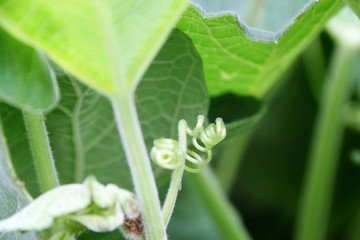 bottle gourd leaf with small fruit