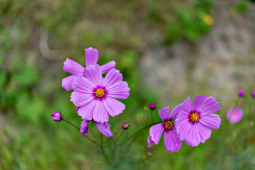Close-up of pink cosmos in full blooming