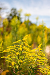 Full blooming of goldenrod in Japan