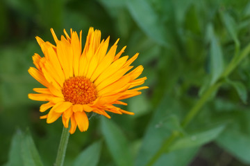 Summer background with marigold flower in sunlight.