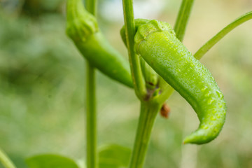 Chili peppers ripening on a bush in the garden.